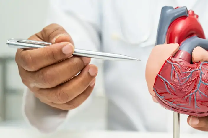 a doctor holding a model of the heart