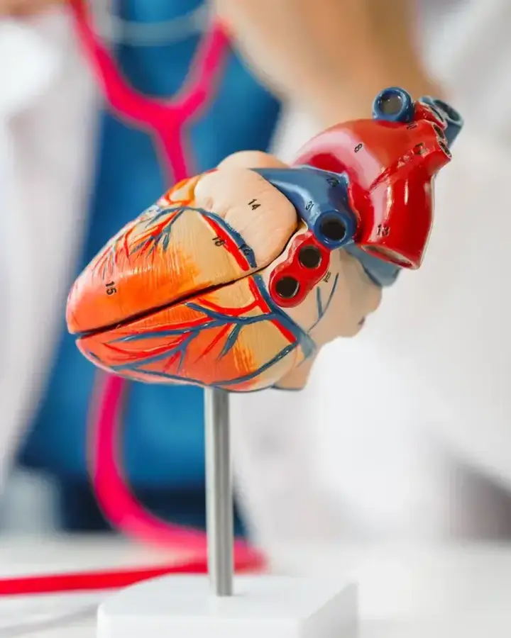 doctor holding model of a heart