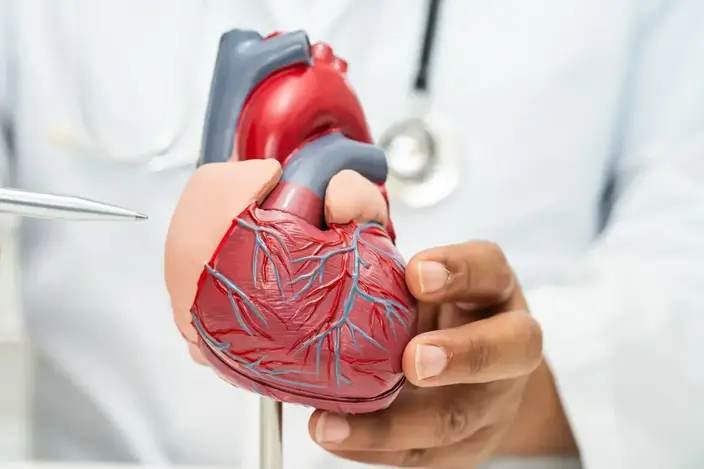 close up of plastic heart model